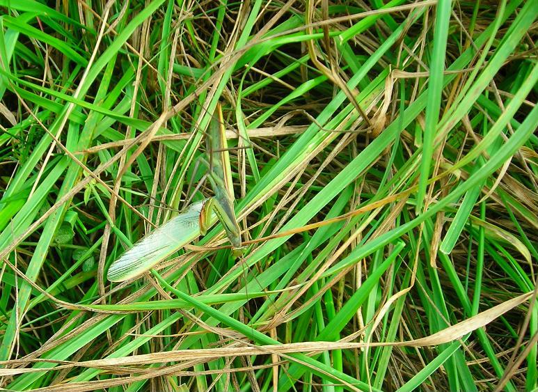 Maschi di Mantis religiosa